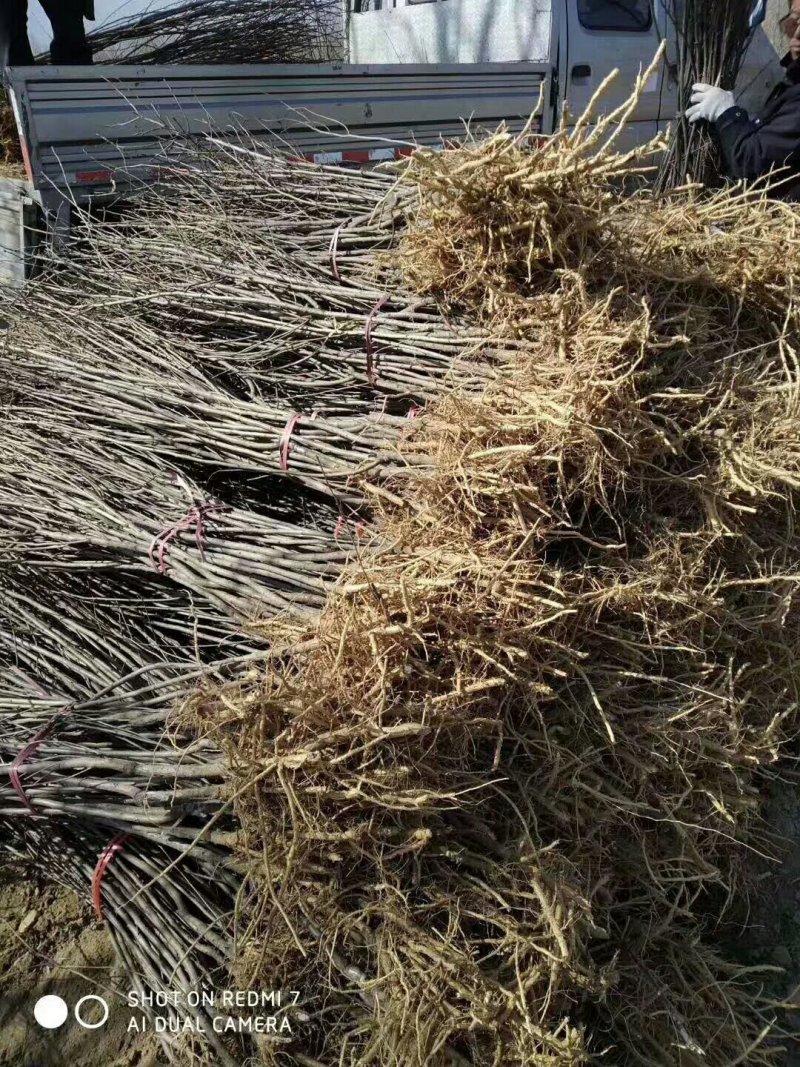文冠果苗，已挂果，油用，药用，耐寒耐冻优良品种！