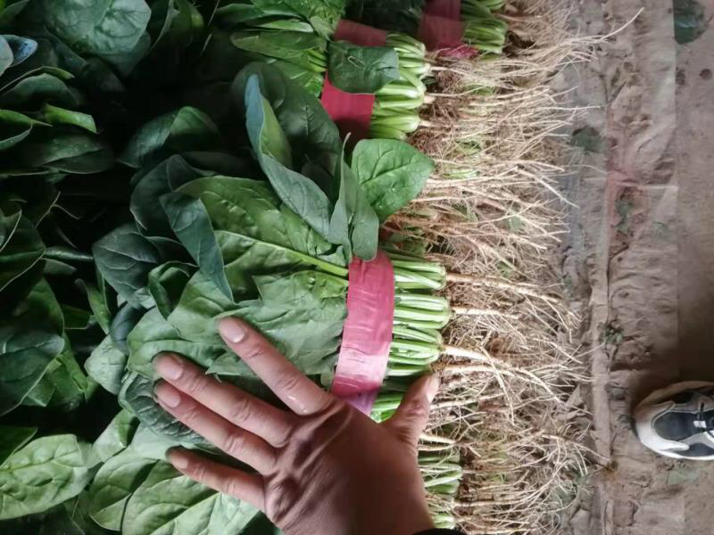 （实力推荐）河北菠菜大量上市，颜色绿无虫害，可安排全国发