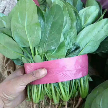 （实力推荐）河北菠菜大量上市，颜色绿无虫害，可安排全国发