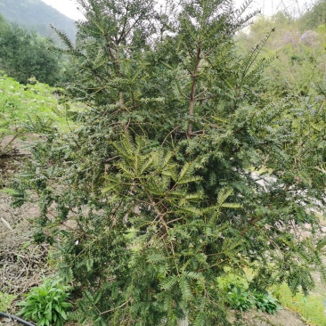 香榧
