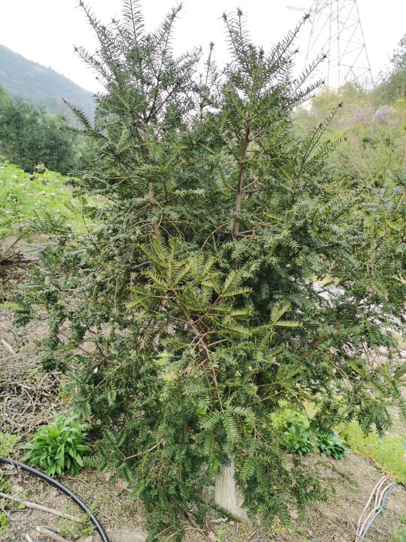 香榧
