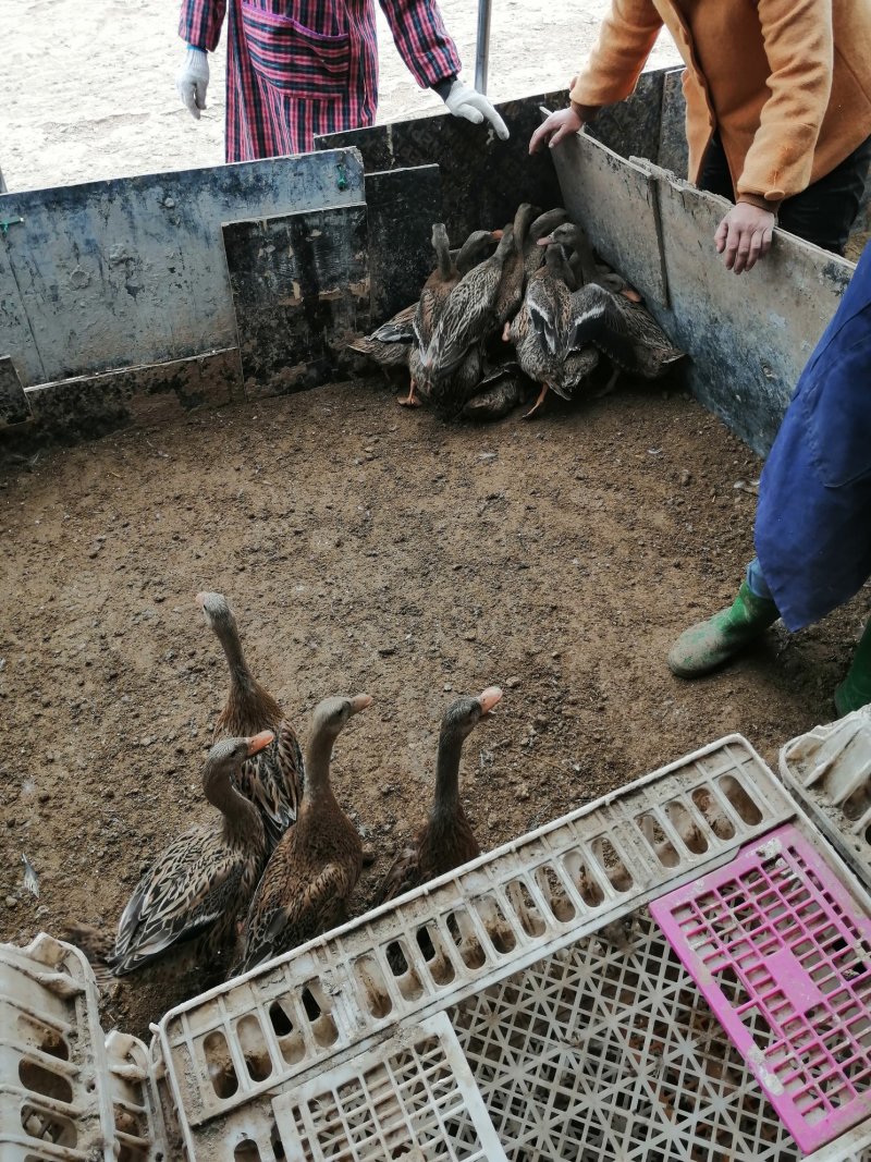 麻鸭，金锭青年鸭，常年供货