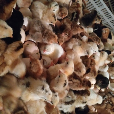 土鸡苗