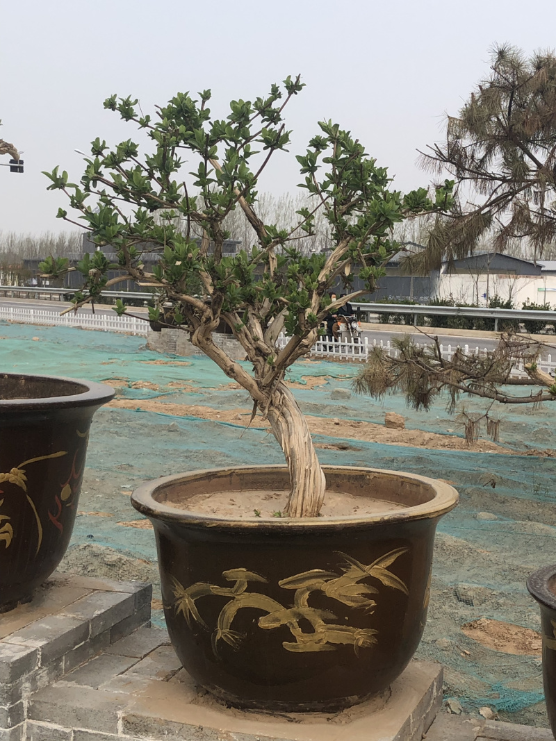 艺源金银花，枸杞种植园