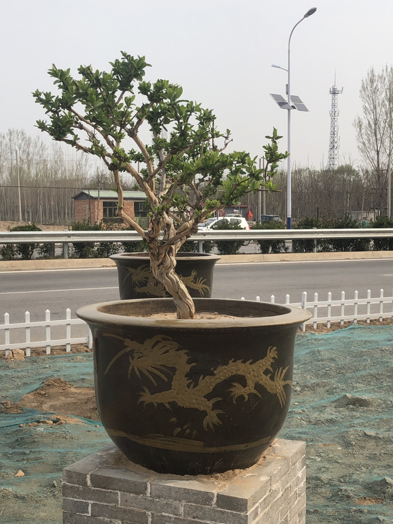 艺源金银花，枸杞种植园