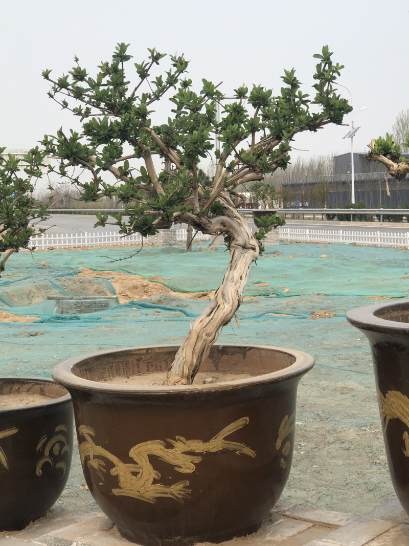 艺源金银花，枸杞种植园