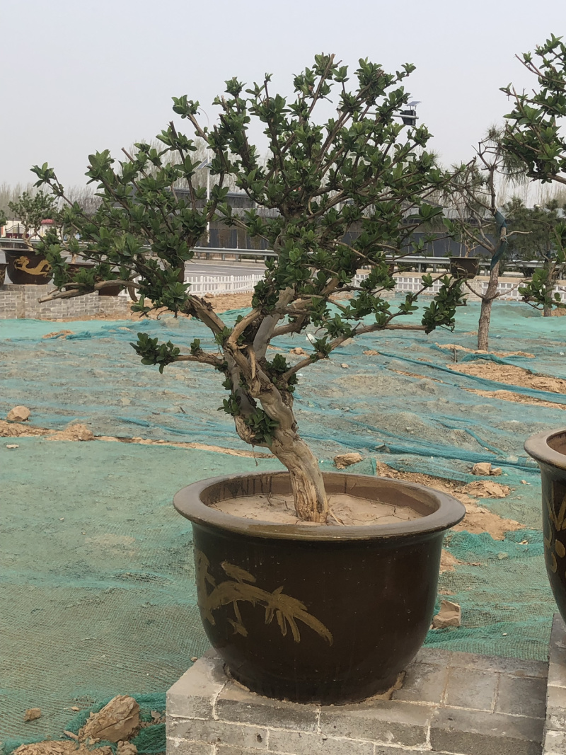 艺源金银花，枸杞种植园