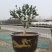 艺源金银花，枸杞种植园