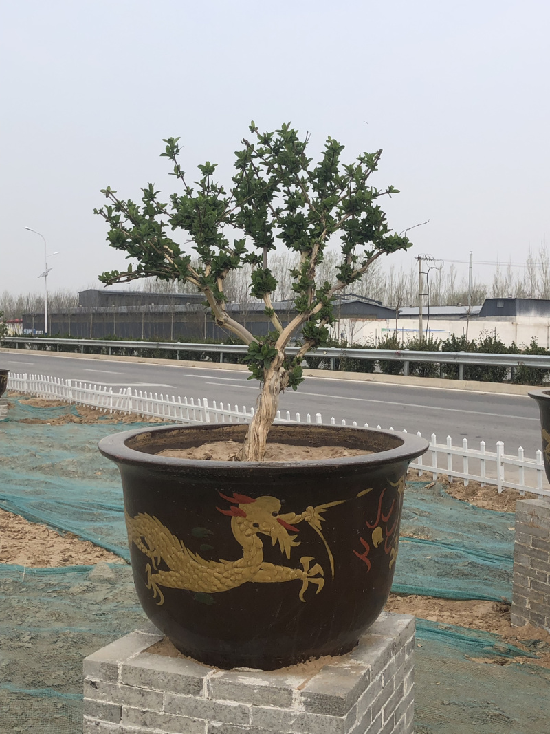艺源金银花，枸杞种植园