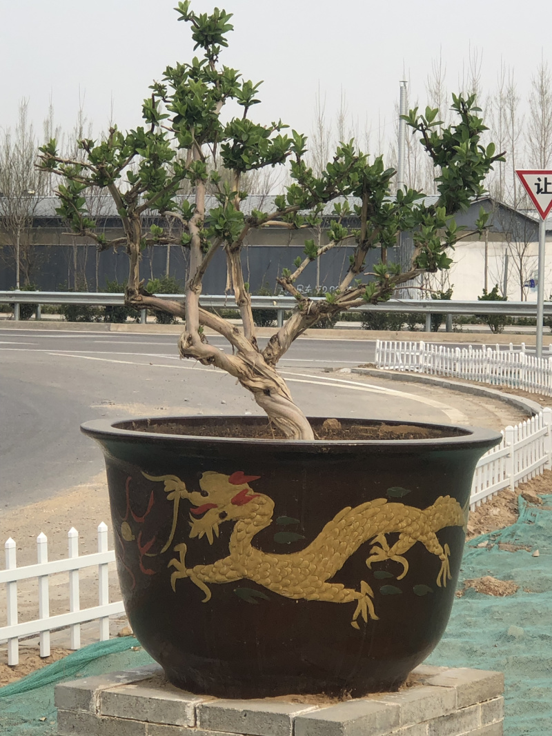 艺源金银花，枸杞种植园