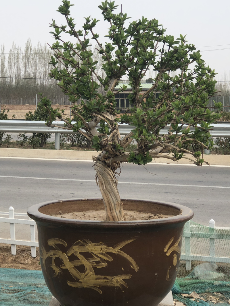 艺源金银花，枸杞种植园