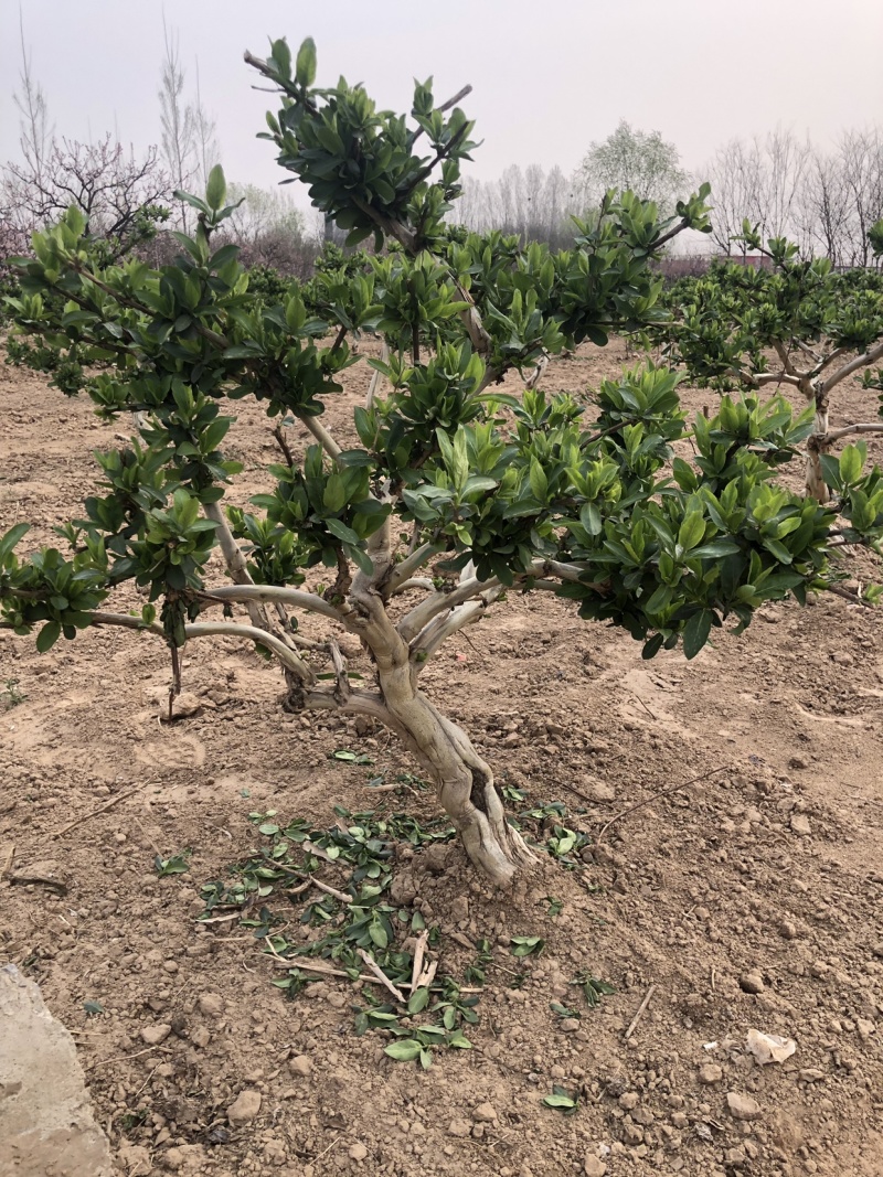 艺源金银花，枸杞种植园