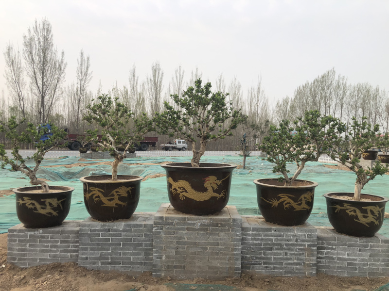 艺源金银花，枸杞种植园