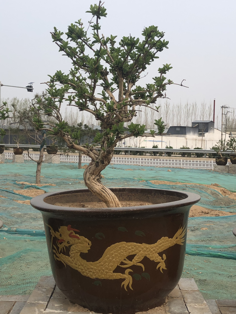艺源金银花，枸杞种植园