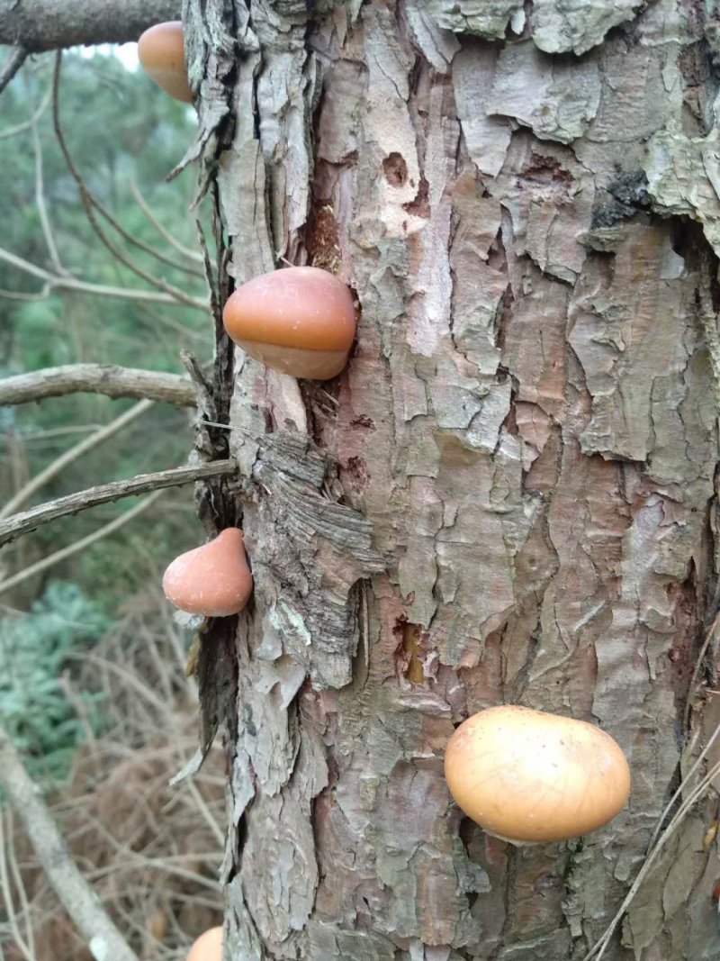 须元果，松橄榄，纯野生