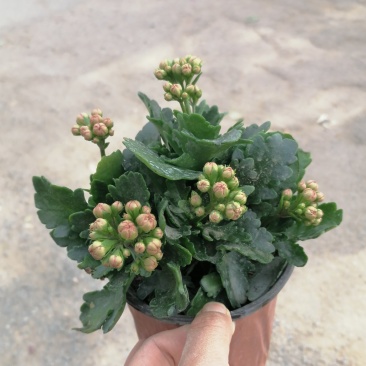 长寿花盆栽，青州基地直发，重瓣花