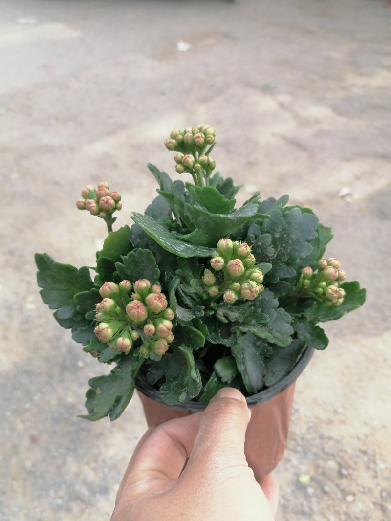 长寿花盆栽，青州基地直发，重瓣花