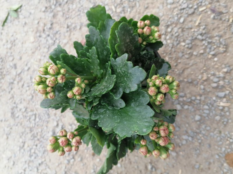 长寿花盆栽，青州基地直发，重瓣花