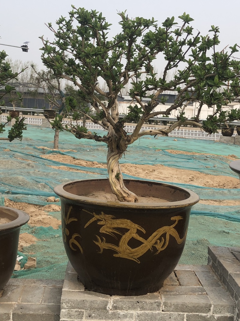 艺源金银花，枸杞种植园