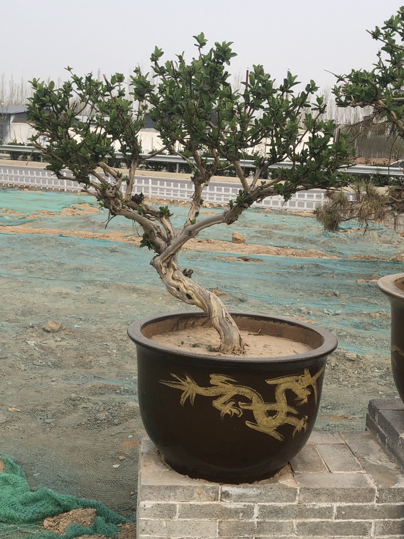 艺源金银花，枸杞种植园