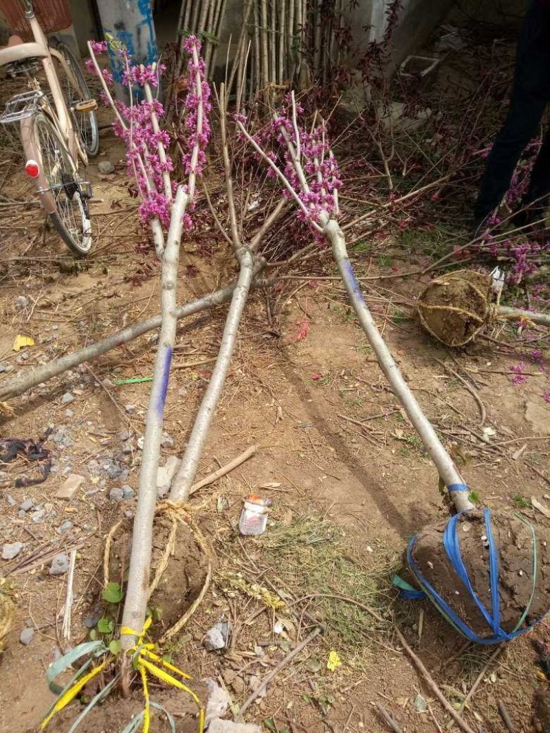 紫荆，丛生紫荆价格咨询