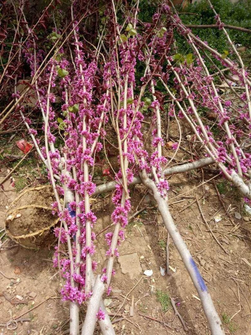 紫荆，丛生紫荆价格咨询