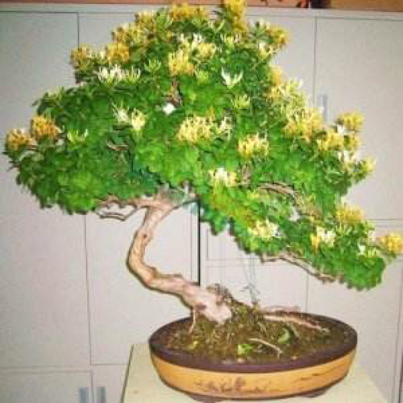金银花盆景，种金银花盆景在室内室外都可以养种，