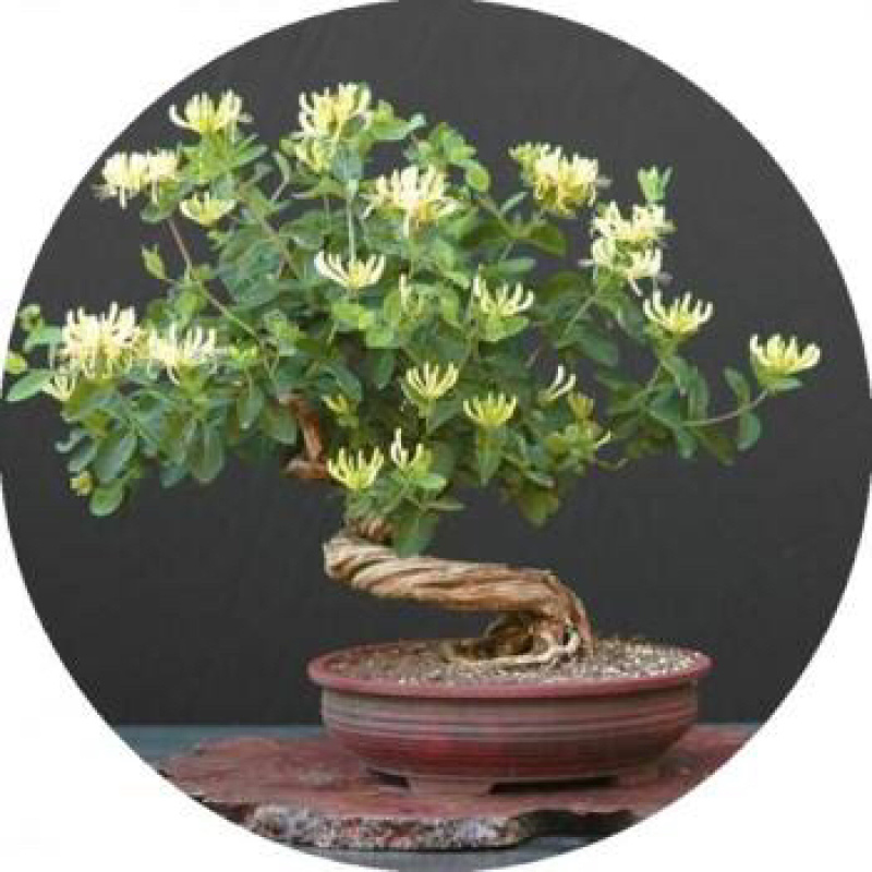 金银花盆景，种金银花盆景在室内室外都可以养种，