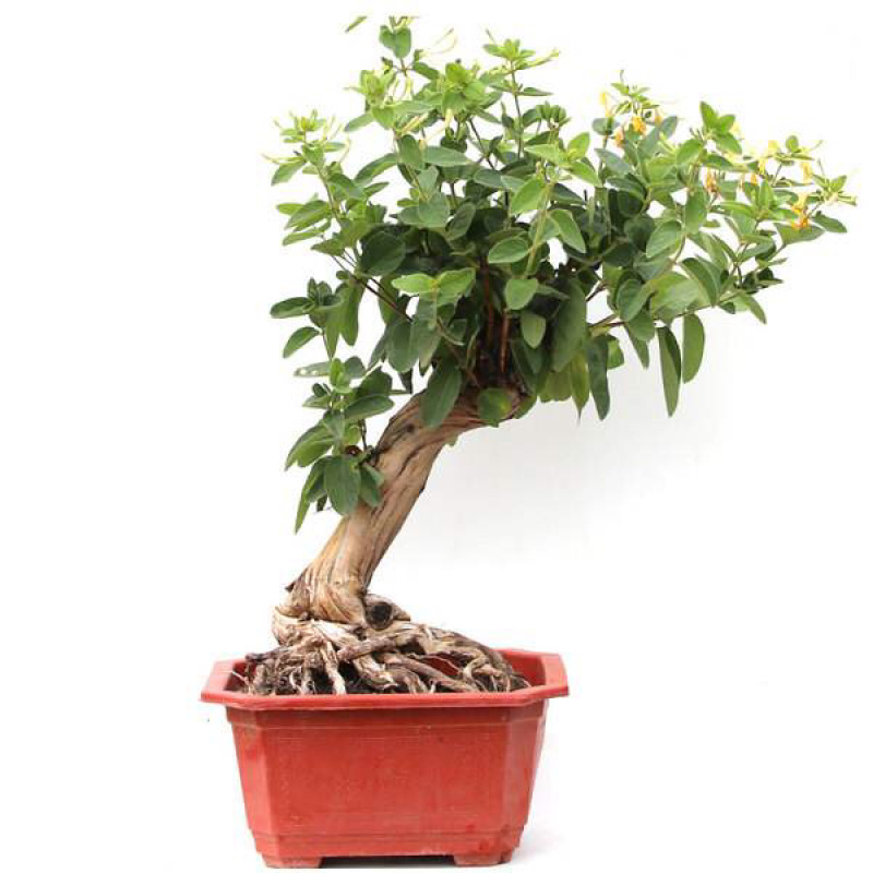 金银花盆景，种金银花盆景在室内室外都可以养种，