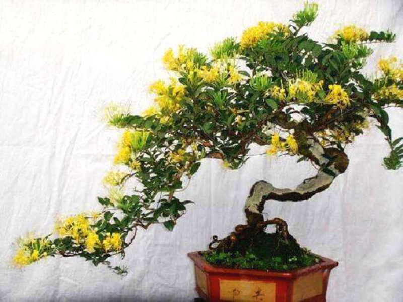 金银花盆景，种金银花盆景在室内室外都可以养种，