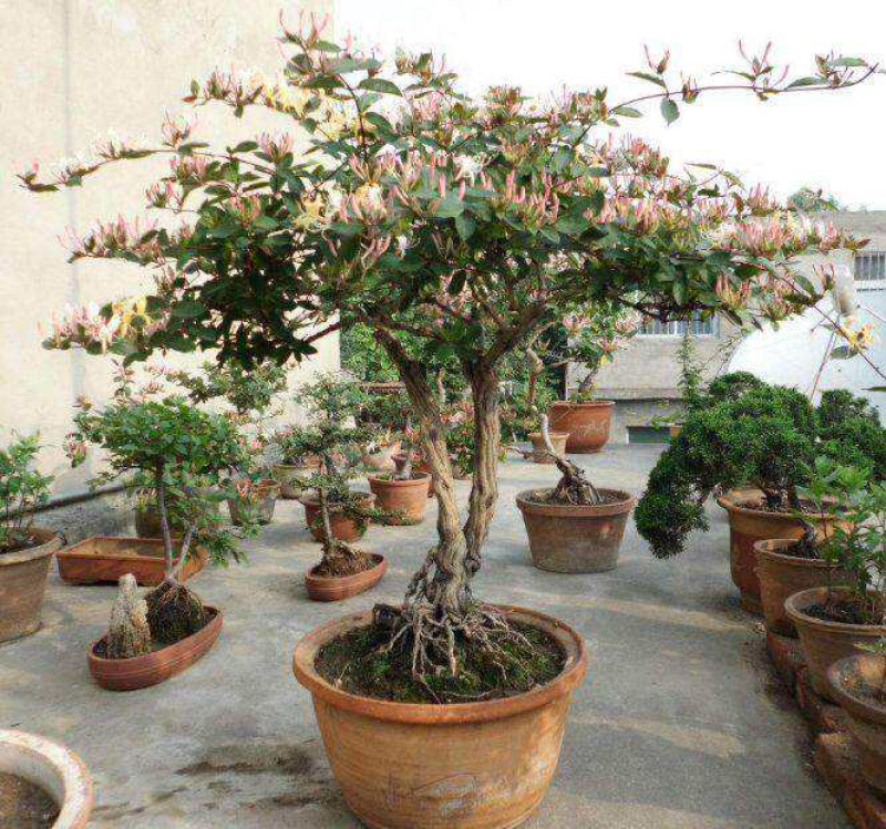金银花盆景，种金银花盆景在室内室外都可以养种，
