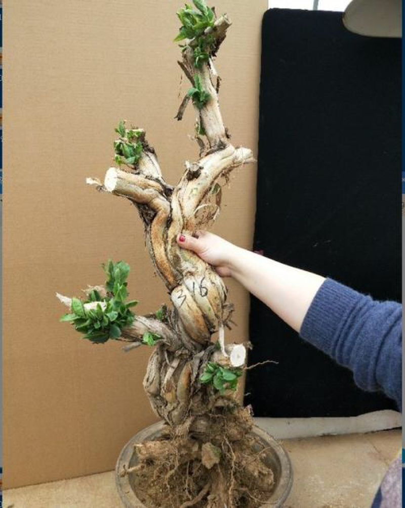 金银花盆景，种金银花盆景在室内室外都可以养种，