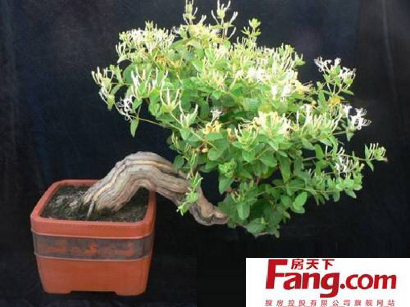 金银花盆景，种金银花盆景在室内室外都可以养种，