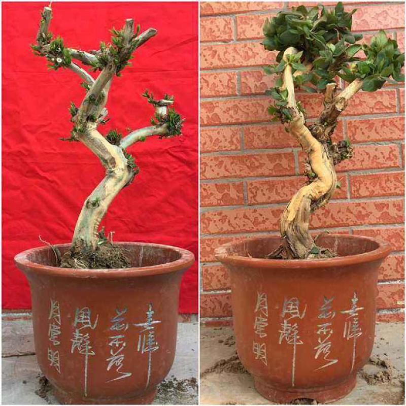 金银花盆景，种金银花盆景在室内室外都可以养种，