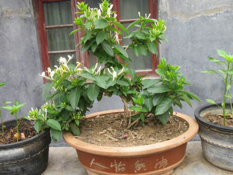 金银花盆景，种金银花盆景在室内室外都可以养种，