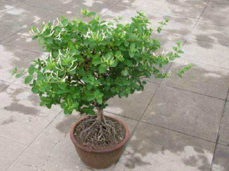 金银花盆景，种金银花盆景在室内室外都可以养种，