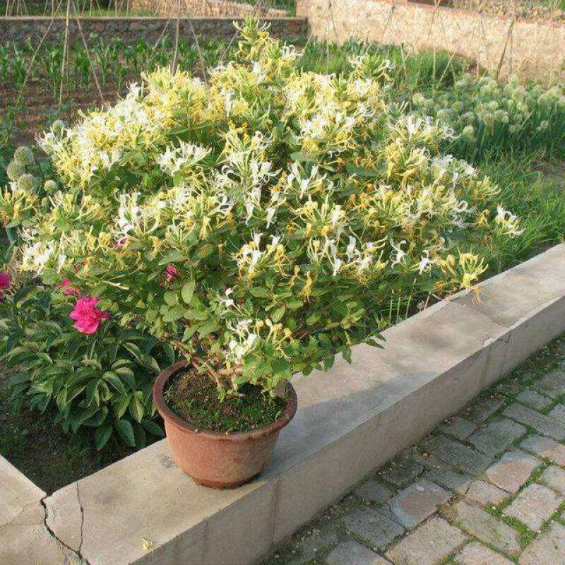 金银花盆景，种金银花盆景在室内室外都可以养种，
