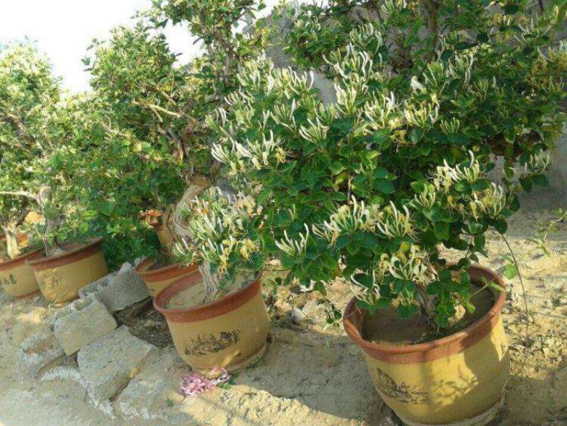 金银花盆景，种金银花盆景在室内室外都可以养种，