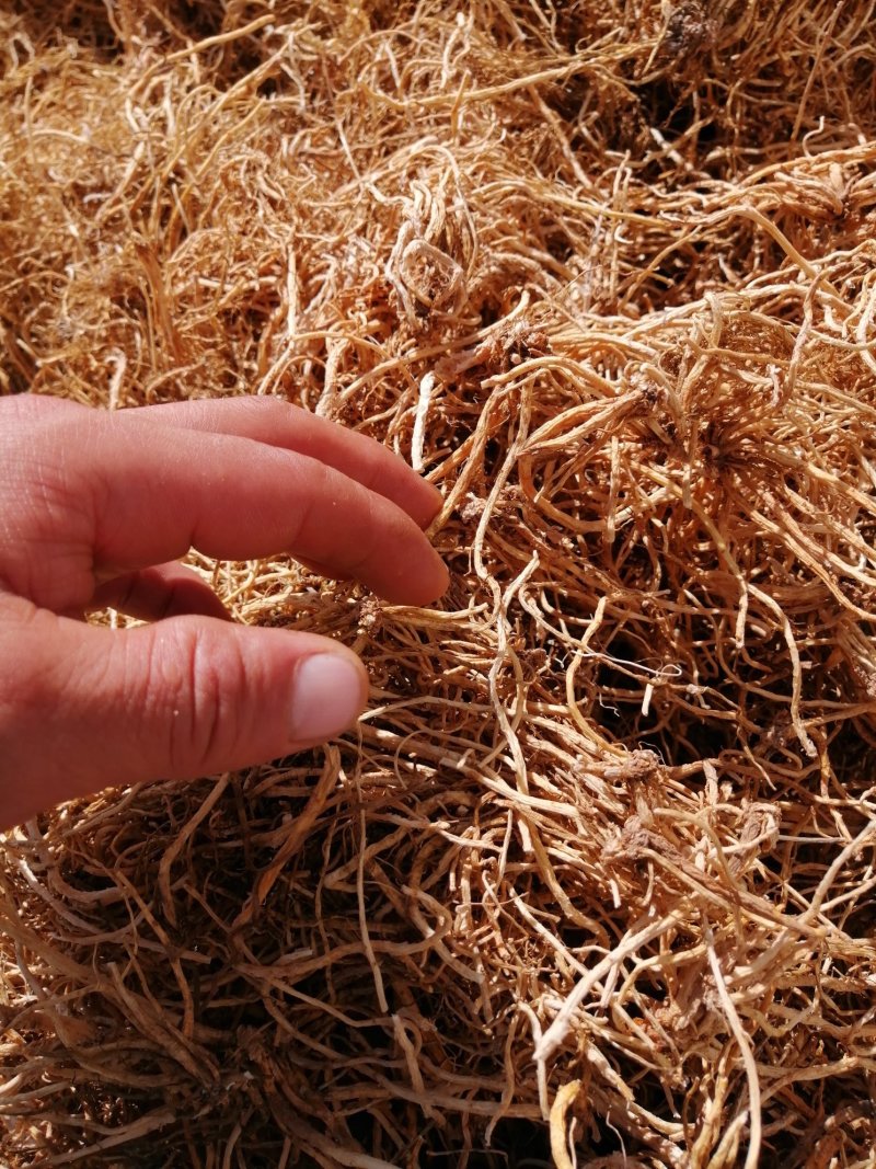 北龙胆草清原龙胆草水洗烘干干货药典品品种纯正