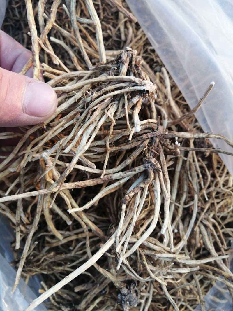 北龙胆草清原龙胆草水洗烘干干货药典品品种纯正