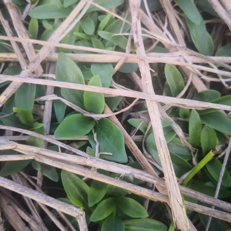 北龙胆草清原龙胆草水洗烘干干货药典品品种纯正
