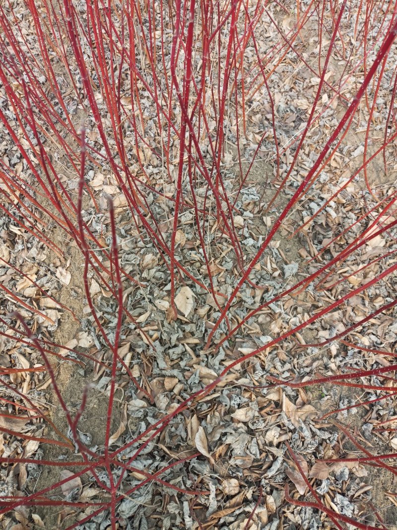 红瑞木，红瑞木价格咨询