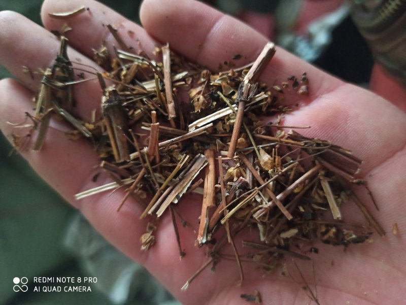 肝炎草青叶胆可打粉各种规格批发零售中药材品质保证