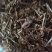肝炎草青叶胆可打粉各种规格批发零售中药材品质保证