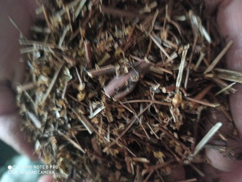 肝炎草青叶胆可打粉各种规格批发零售中药材品质保证