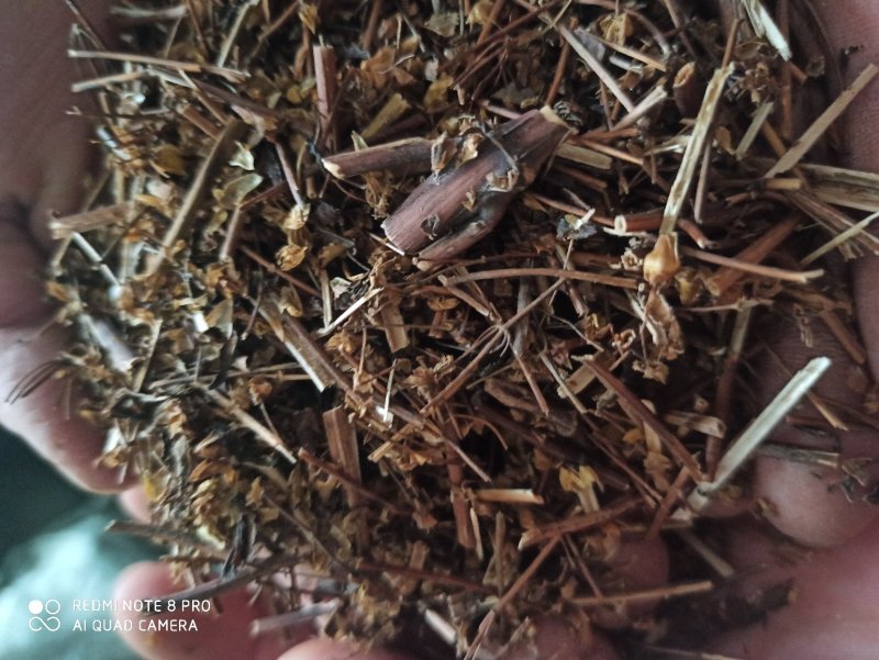肝炎草青叶胆可打粉各种规格批发零售中药材品质保证