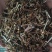 肝炎草青叶胆可打粉各种规格批发零售中药材品质保证