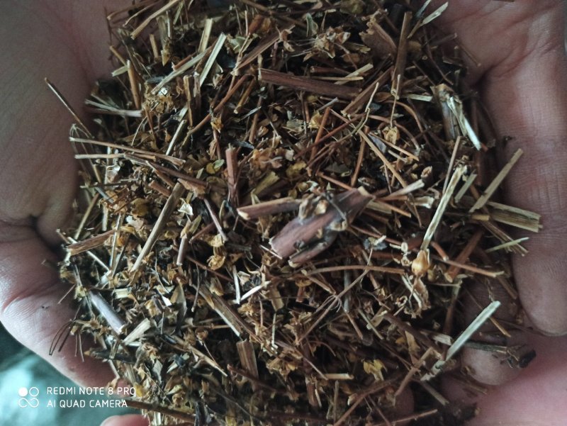 肝炎草青叶胆可打粉各种规格批发零售中药材品质保证