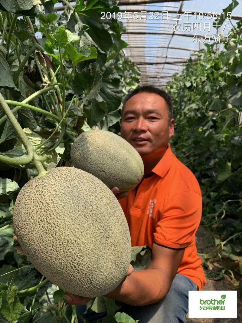 可对接电商平台3斤以上糖分16个以上。