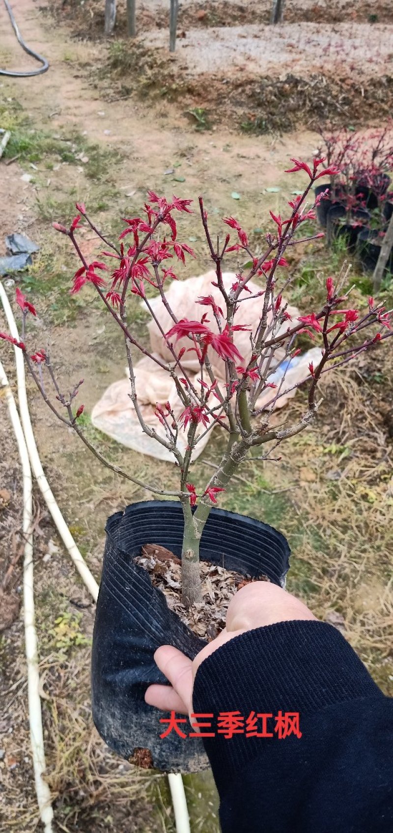 基地直销批发三季红枫小盆栽